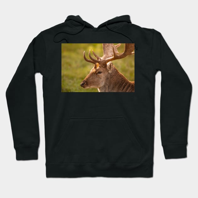 Gentle fallow deer portrait Hoodie by AYatesPhoto